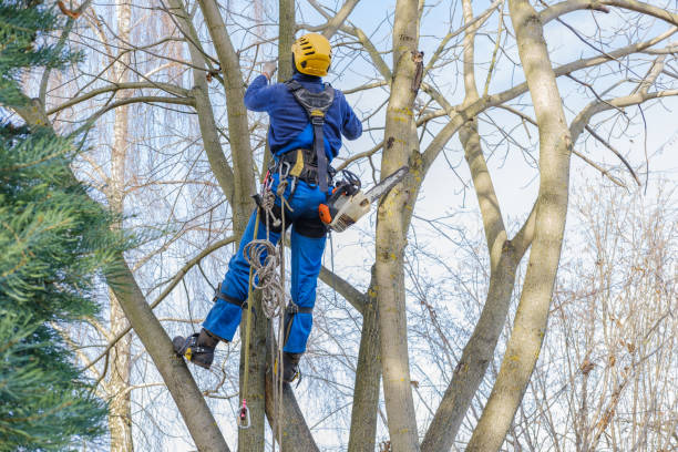 Best Tree Risk Assessment  in Hidden Hills, CA