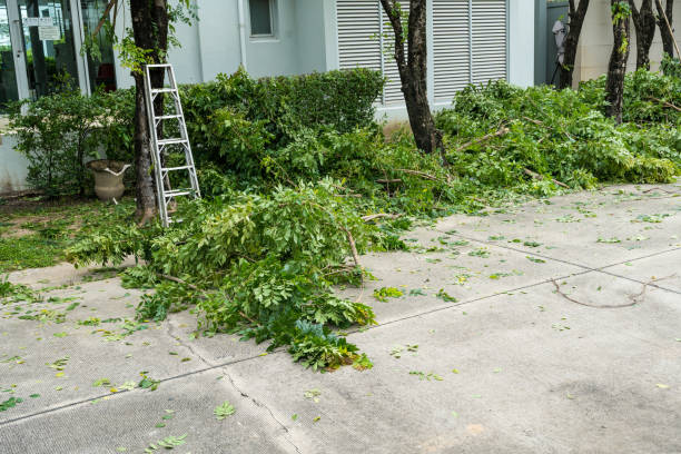 How Our Tree Care Process Works  in  Hidden Hills, CA