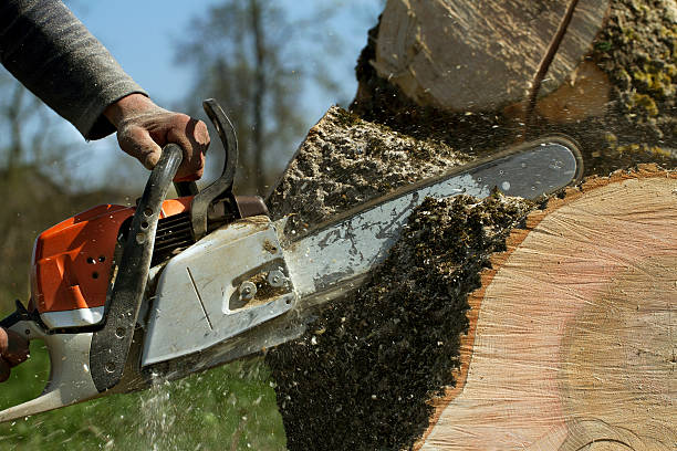 Best Stump Grinding and Removal  in Hidden Hills, CA